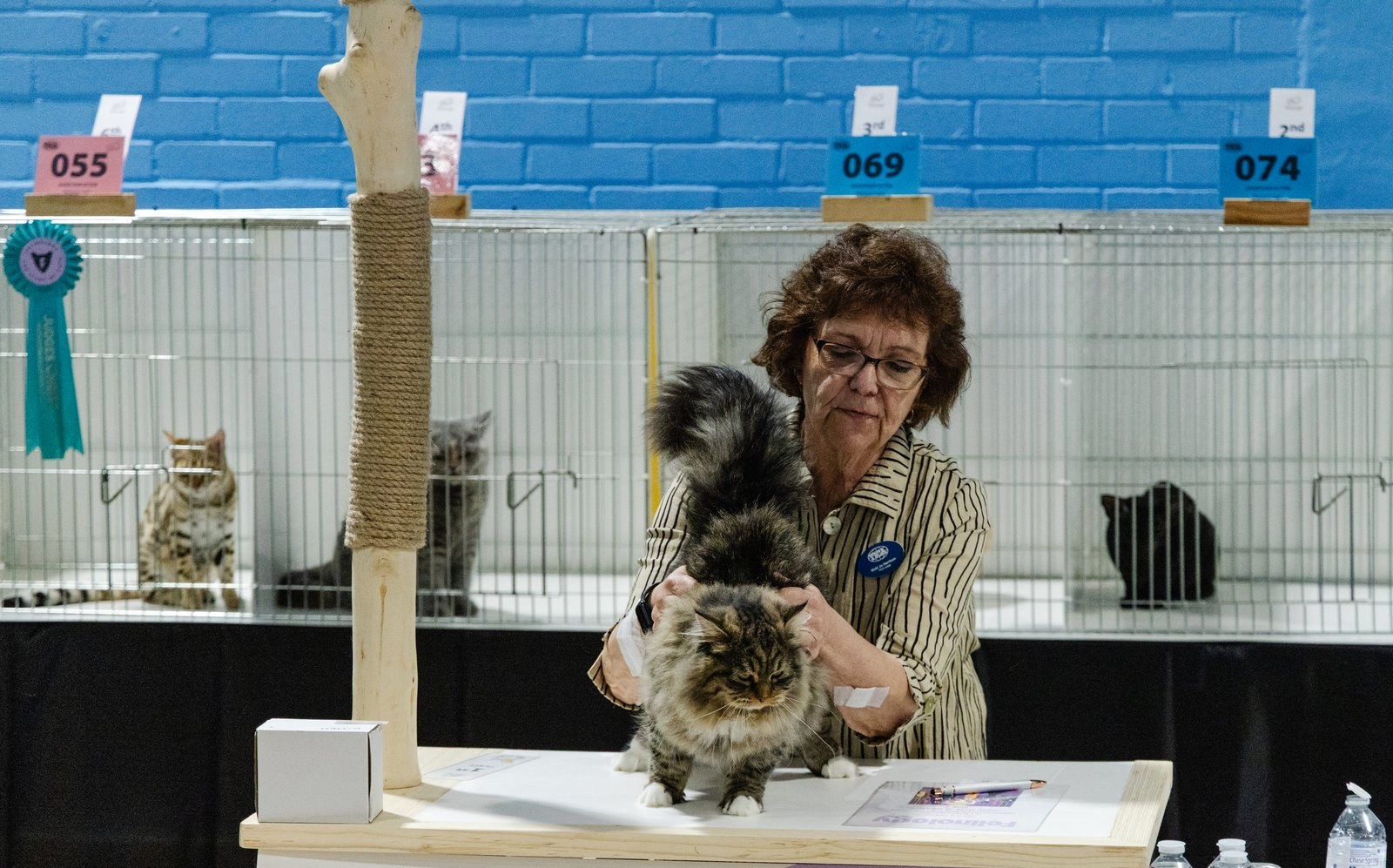 Vicki Jo Harrison judging